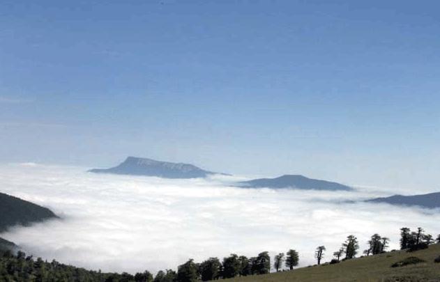 دو شقه کردن جنگل تاریخی ابر با جاده، آن را نابود می‌کند