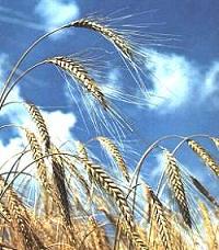 آیا بهایی که برای تولید گندم در فارس می پردازیم، عاقلانه و اقتصادی است؟!!