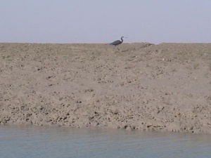 جنگل حرا