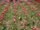 باغ لاله‌های گچسر