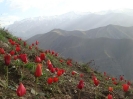 روستای نشتارود و قله خونکار