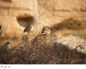 پاسارگاد، پرندگانی در پای دیوارهای تاریخ
