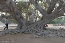 درخت انجیر معابد چابهار_4