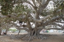 درخت انجیر معابد چابهار_5