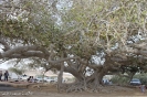 درخت انجیر معابد چابهار_8