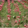 باغ لاله‌های گچسر