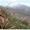 روستای نشتارود و قله خونکار