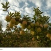 باغ های سیب ونک